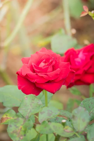 花园里的玫瑰 玫瑰是美丽的 阳光灿烂 — 图库照片