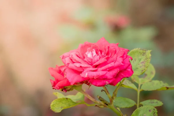 Rosas Jardín Rosas Son Hermosas Con Hermoso Día Soleado — Foto de Stock