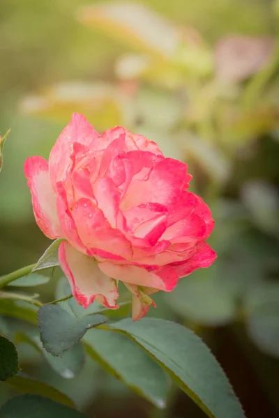 Roses Dans Jardin Les Roses Sont Belles Avec Une Belle — Photo