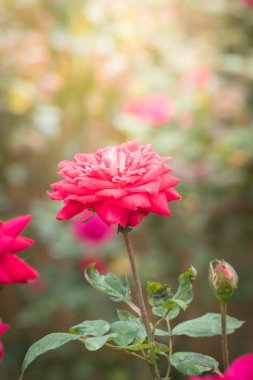 Bahçedeki güller, güzel güneşli bir günde güller güzeldir..