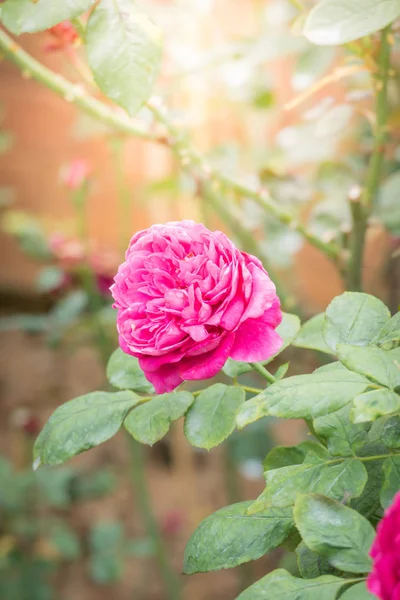 Bahçedeki güller, güzel güneşli bir günde güller güzeldir..