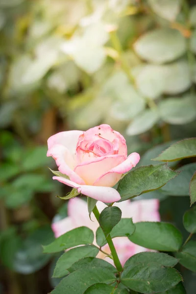 Rosas Jardín Rosas Son Hermosas Con Hermoso Día Soleado — Foto de Stock