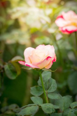Bahçedeki güller, güzel güneşli bir günde güller güzeldir..