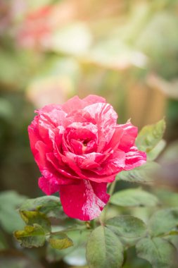 Bahçedeki güller, güzel güneşli bir günde güller güzeldir..