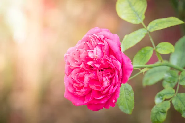 Bahçedeki Güller Güzel Güneşli Bir Günde Güller Güzeldir — Stok fotoğraf