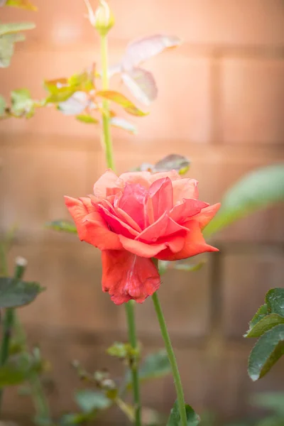 Rozen Tuin Rozen Zijn Mooi Met Een Mooie Zonnige Dag — Stockfoto