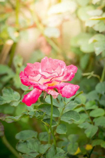 Троянди Саду Троянди Красиві Красивим Сонячним Днем — стокове фото