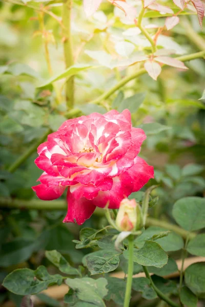 Roses Dans Jardin Les Roses Sont Belles Avec Une Belle — Photo