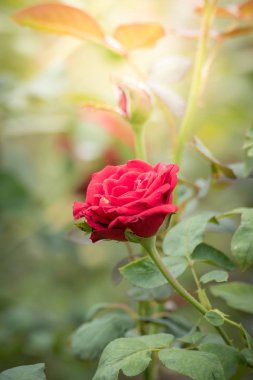 Bahçedeki güller, güzel güneşli bir günde güller güzeldir..