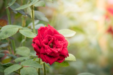 Bahçedeki güller, güzel güneşli bir günde güller güzeldir..