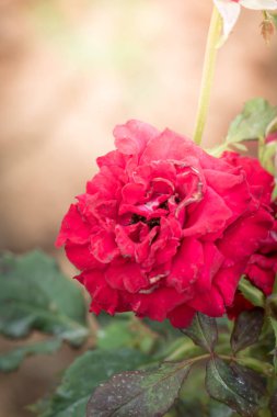Bahçedeki güller, güzel güneşli bir günde güller güzeldir..