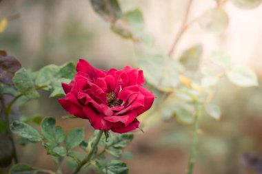 Bahçedeki güller, güzel güneşli bir günde güller güzeldir..