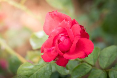 Bahçedeki güller, güzel güneşli bir günde güller güzeldir..