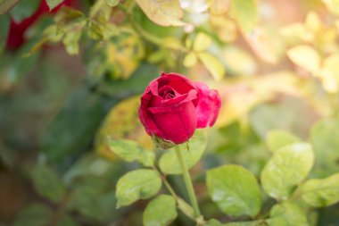 Bahçedeki güller, güzel güneşli bir günde güller güzeldir..