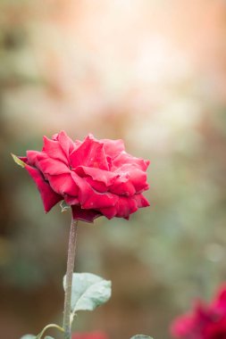 Bahçedeki güller, güzel güneşli bir günde güller güzeldir..