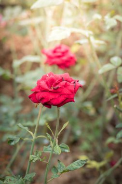 Bahçedeki güller, güzel güneşli bir günde güller güzeldir..