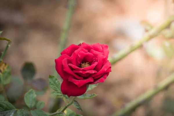 Róże Ogrodzie Róże Piękne Pięknym Słonecznym Dniem — Zdjęcie stockowe