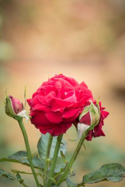 Bahçedeki güller, güzel güneşli bir günde güller güzeldir..