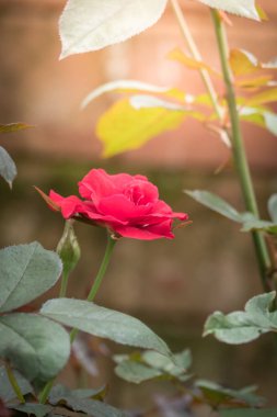 Bahçedeki güller, güzel güneşli bir günde güller güzeldir..