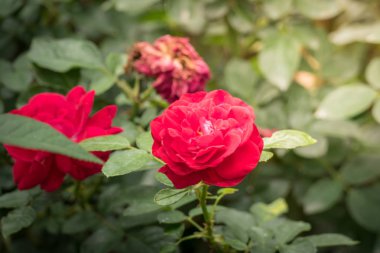 Bahçedeki güller, güzel güneşli bir günde güller güzeldir..