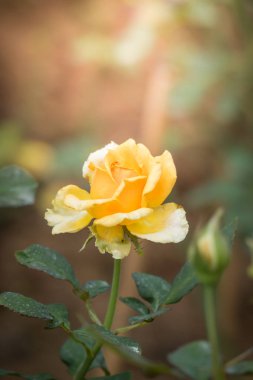 Bahçedeki güller, güzel güneşli bir günde güller güzeldir..