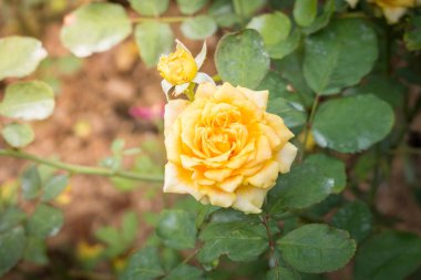 Bahçedeki güller, güzel güneşli bir günde güller güzeldir..