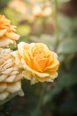 Bahçedeki güller, güzel güneşli bir günde güller güzeldir..