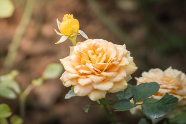 Bahçedeki güller, güzel güneşli bir günde güller güzeldir..