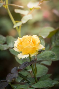 Bahçedeki güller, güzel güneşli bir günde güller güzeldir..