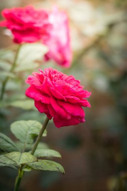 Bahçedeki güller, güzel güneşli bir günde güller güzeldir..