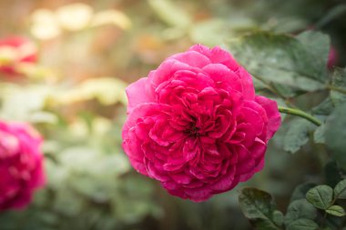 Bahçedeki güller, güzel güneşli bir günde güller güzeldir..