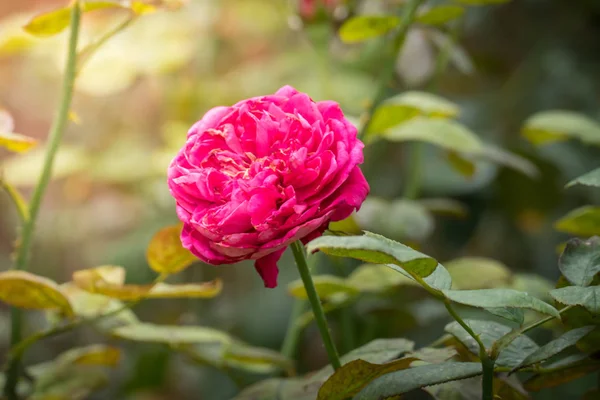 Bahçedeki güller, güzel güneşli bir günde güller güzeldir..