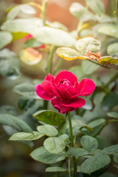 花园里的玫瑰 玫瑰是美丽的 阳光灿烂 — 图库照片