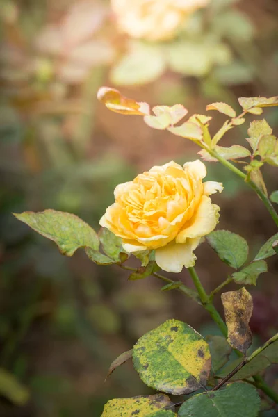 Roses Dans Jardin Les Roses Sont Belles Avec Une Belle — Photo