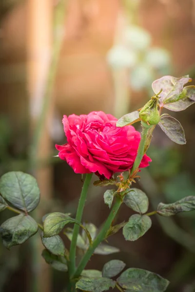 花园里的玫瑰 玫瑰是美丽的 阳光灿烂 — 图库照片