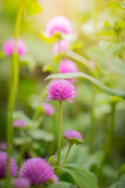Renkli çiçeklerin arkaplan resmi, arka plan doğası