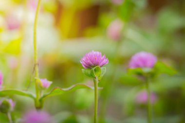 Renkli çiçeklerin arkaplan resmi, arka plan doğası