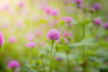 Renkli çiçeklerin arkaplan resmi, arka plan doğası