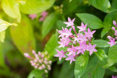 Renkli çiçeklerin arkaplan resmi, arka plan doğası