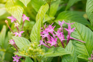 Renkli çiçeklerin arkaplan resmi, arka plan doğası