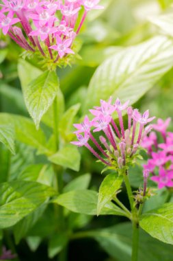 Renkli çiçeklerin arkaplan resmi, arka plan doğası