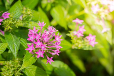 Renkli çiçeklerin arkaplan resmi, arka plan doğası