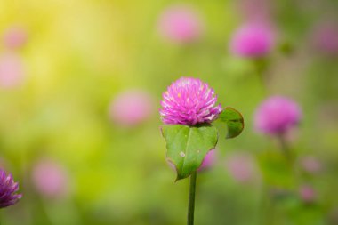 Renkli çiçeklerin arkaplan resmi, arka plan doğası