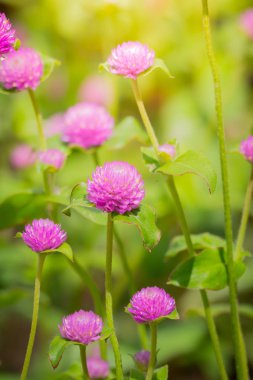 Renkli çiçeklerin arkaplan resmi, arka plan doğası