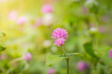 Renkli çiçeklerin arkaplan resmi, arka plan doğası