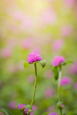 Renkli çiçeklerin arkaplan resmi, arka plan doğası
