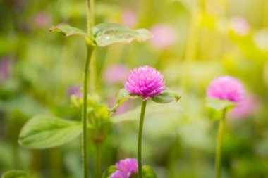 Renkli çiçeklerin arkaplan resmi, arka plan doğası