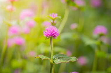 Renkli çiçeklerin arkaplan resmi, arka plan doğası