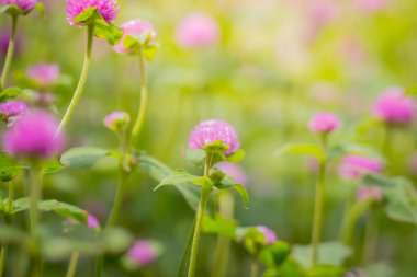 Renkli çiçeklerin arkaplan resmi, arka plan doğası