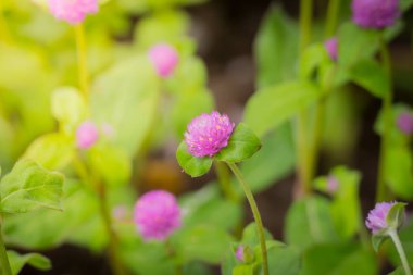 Renkli çiçeklerin arkaplan resmi, arka plan doğası